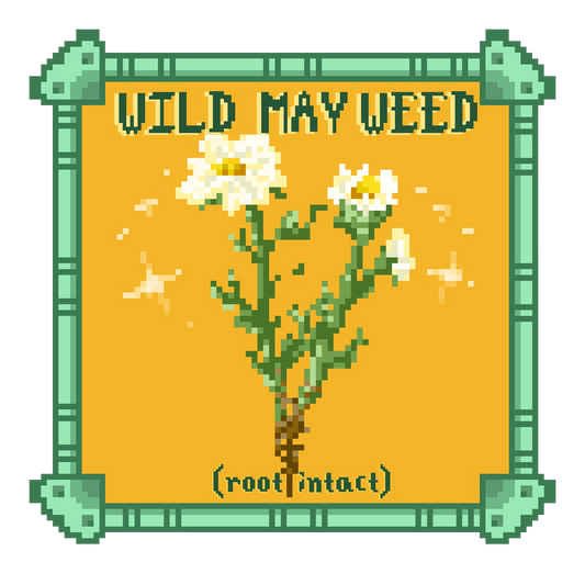 Wild Mayweed