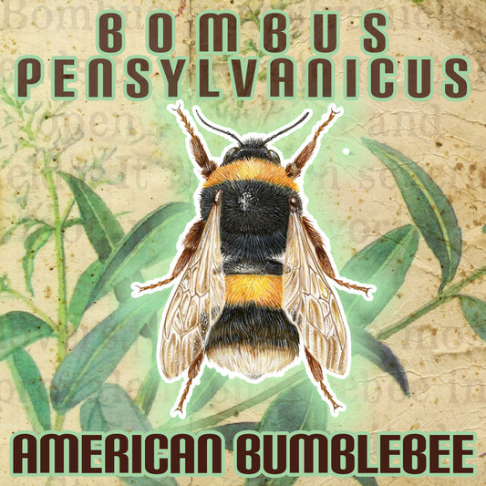 Bombus Pensylvanicus (American Bumblebee) - Stereoplasm