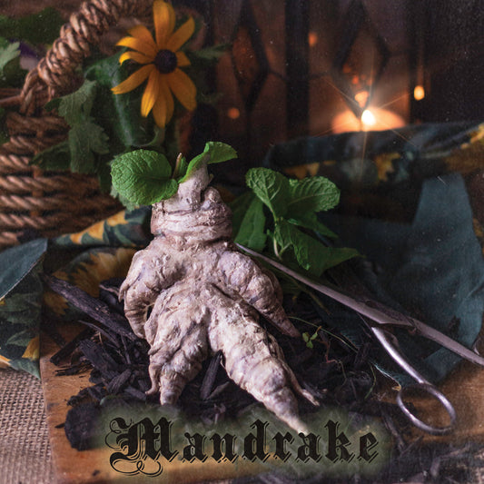 Mandrake - Stereoplasm