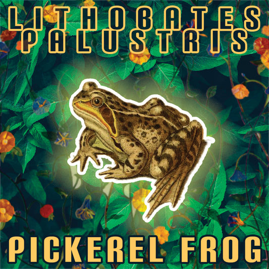 Lithobates Palustris (Pickerel Frog) - Stereoplasm